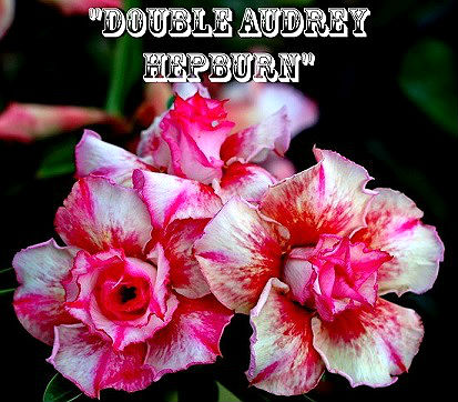 Adenium Obesum \'Double Audrey Hepburn\' 5 Seeds